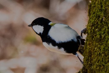 シジュウカラ 静岡県立森林公園 2023年2月5日(日)