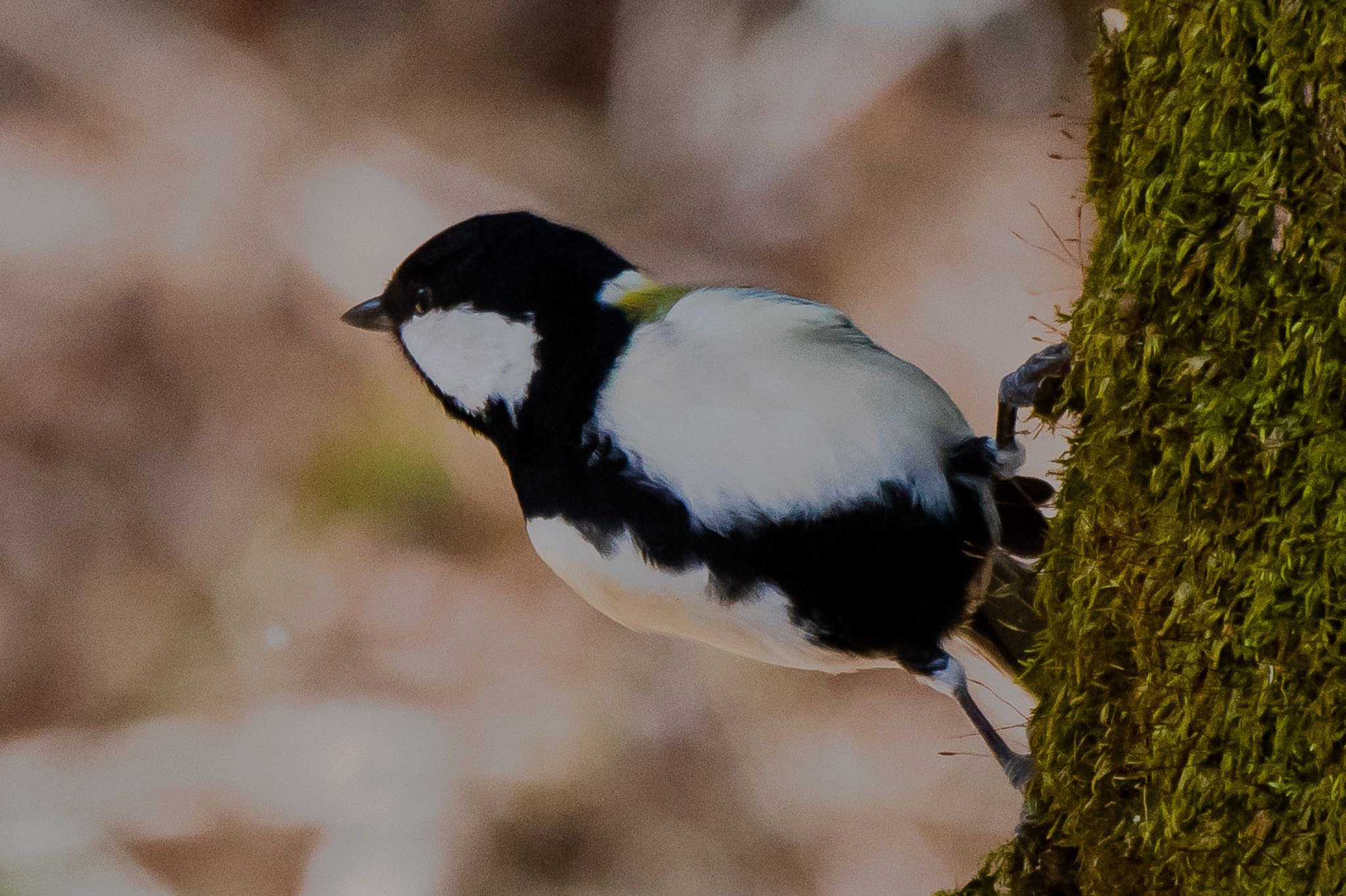 静岡県立森林公園 シジュウカラの写真 by はる