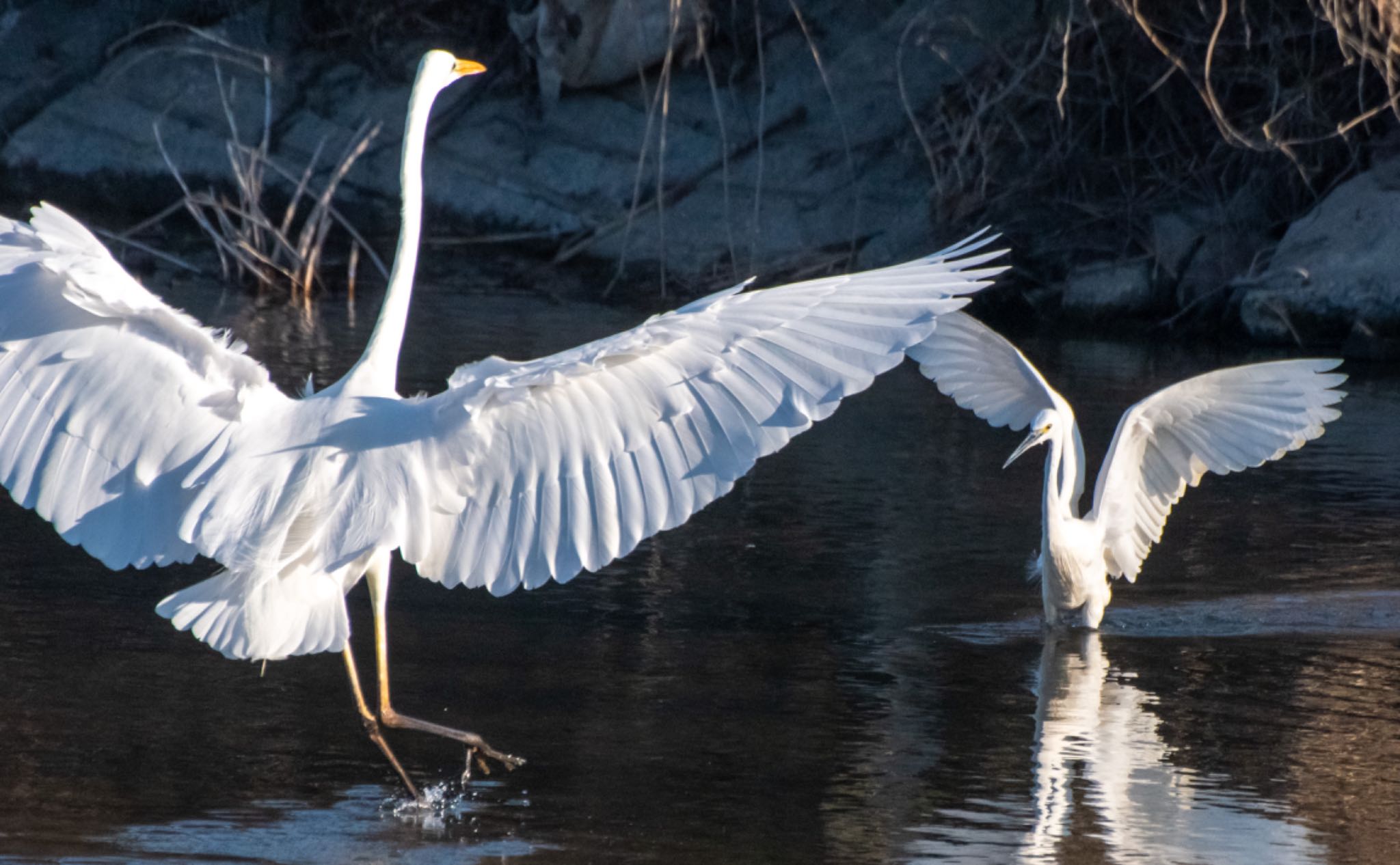 Photo of Little Egret at 静岡県 by はる