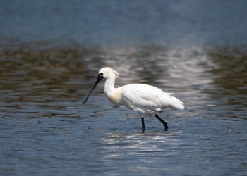 クロツラヘラサギ 葛西臨海公園 2018年3月31日(土)