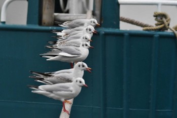 2023年2月4日(土) 銚子漁港の野鳥観察記録