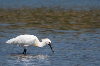 クロツラヘラサギ 葛西臨海公園 2018年3月31日(土)