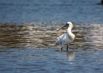 クロツラヘラサギ 葛西臨海公園 2018年3月31日(土)