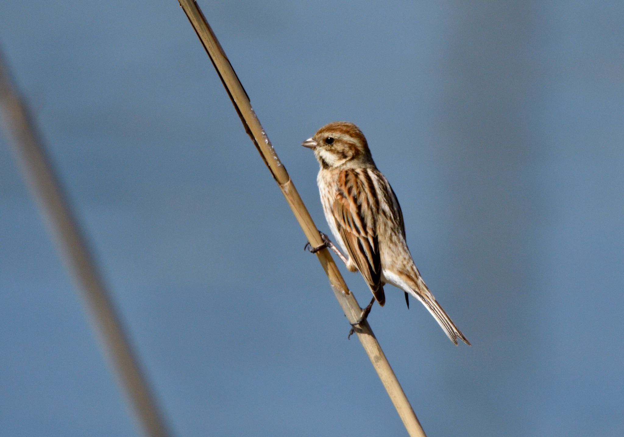 Photo of Common Reed Bunting at 手賀沼遊歩道 by しゃちく(週末のすがた)