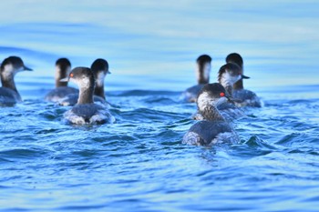 Black-necked Grebe 波崎町銚子大橋付近 Sun, 2/5/2023