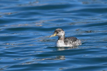 Red-necked Grebe Choshi Fishing Port Sun, 2/5/2023