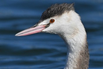 Great Crested Grebe Choshi Fishing Port Sun, 2/5/2023