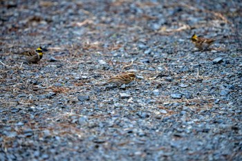 2023年2月5日(日) 多摩森林科学園の野鳥観察記録