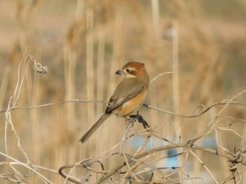 モズ 東京港野鳥公園 2023年2月4日(土)