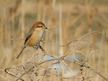 モズ 東京港野鳥公園 2023年2月4日(土)