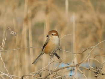 モズ 東京港野鳥公園 2023年2月4日(土)