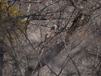 Fri, 2/3/2023 Birding report at Mt. Yatsugatake(neaby Pension Albion)