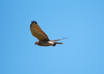 Grey-faced Buzzard 新川耕地 Sun, 4/8/2018