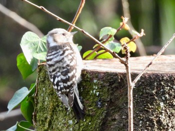 2022年3月5日(土) 三ツ池公園(横浜市鶴見区)の野鳥観察記録