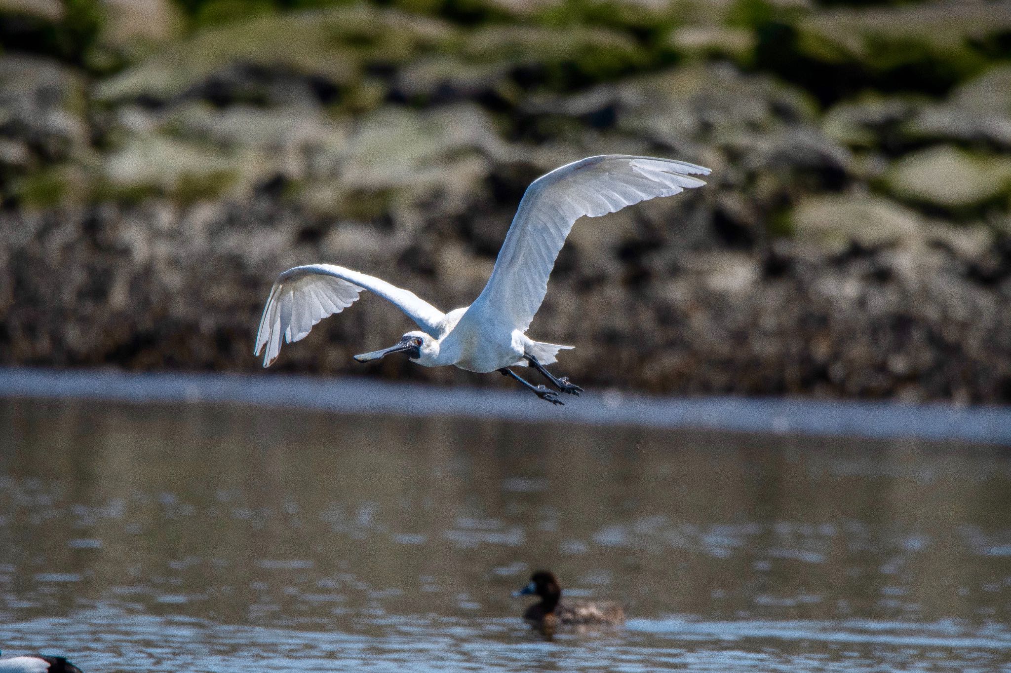 Photo of Black-faced Spoonbill at Kasai Rinkai Park by しゃちく(週末のすがた)