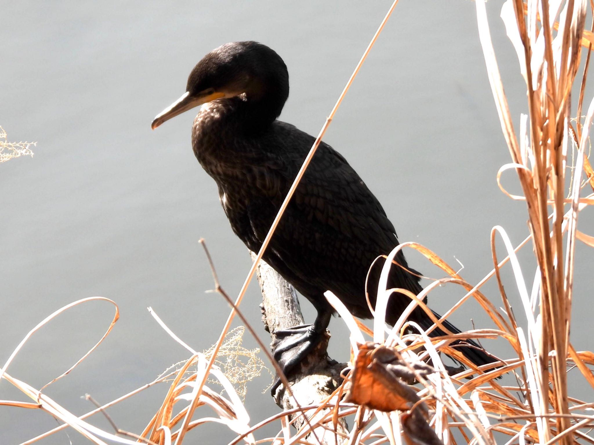 Photo of Great Cormorant at Mitsuike Park by くー