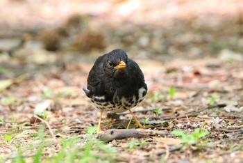 2018年4月13日(金) 大阪城公園の野鳥観察記録