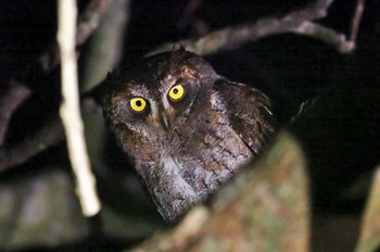 Ryukyu Scops Owl Ishigaki Island Fri, 2/3/2023