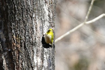 Warbling White-eye 各務野自然遺産の森 Sun, 2/5/2023