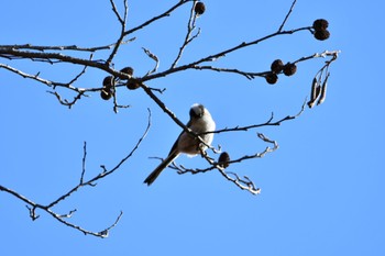 Long-tailed Tit 各務野自然遺産の森 Sun, 2/5/2023