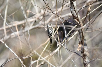 Japanese Pygmy Woodpecker 各務野自然遺産の森 Sun, 2/5/2023