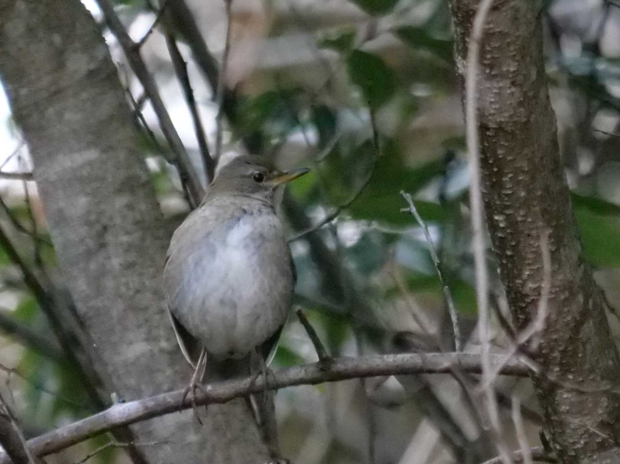 秩父 シロハラの写真 by little birds