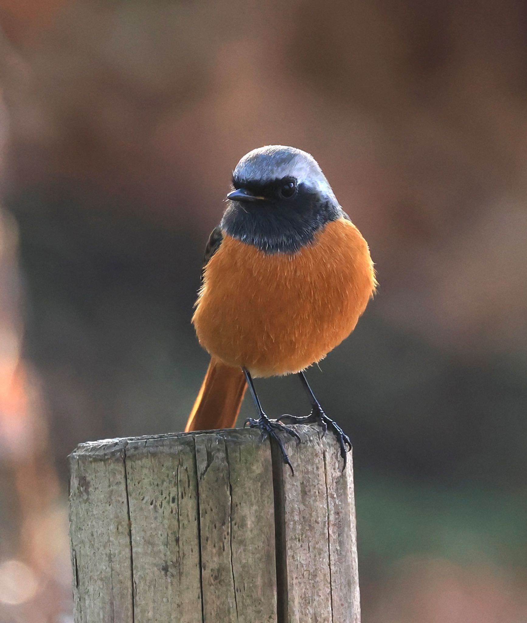 仙川丸池公園 ジョウビタキの写真