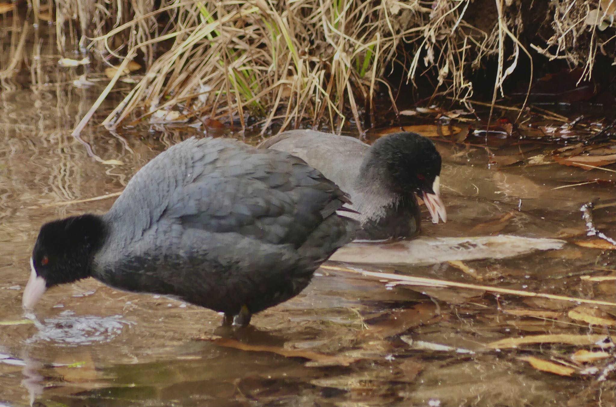 Eurasian Coot