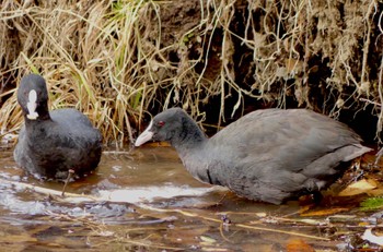 2023年2月3日(金) 鶴ヶ島市運動公園の野鳥観察記録