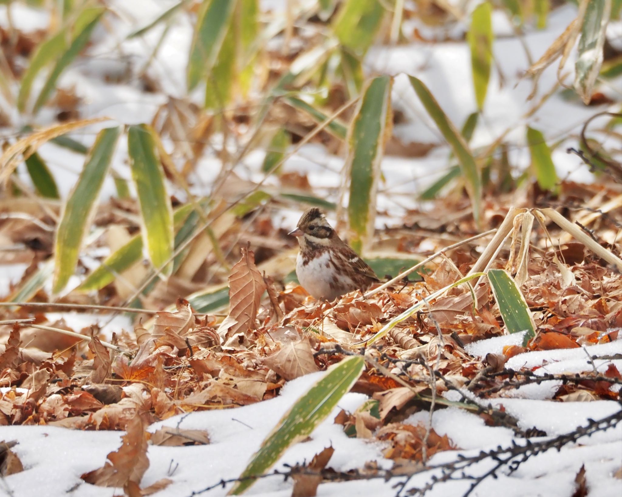 Rustic Bunting