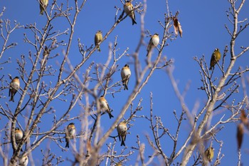 アトリ 花立山 2023年2月5日(日)