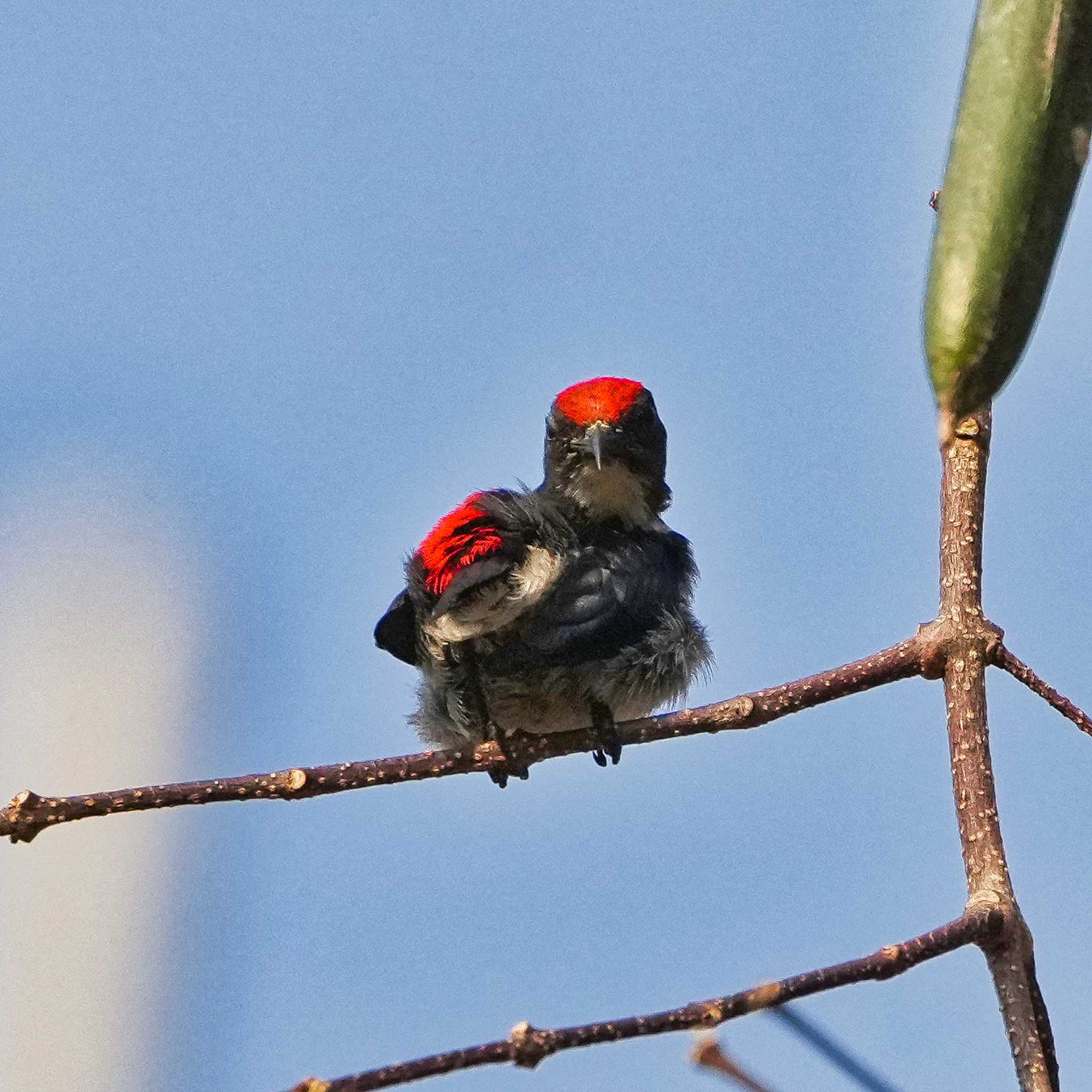 Scarlet-backed Flowerpecker