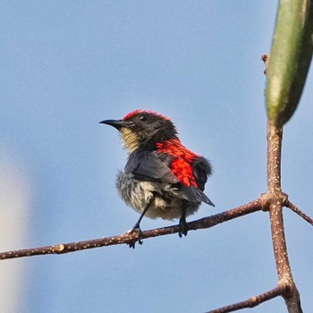 Scarlet-backed Flowerpecker Khao Chi Hon No Hunting Wildlife Area  Thu, 2/2/2023