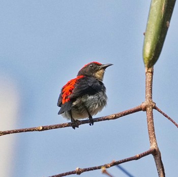 Scarlet-backed Flowerpecker Khao Chi Hon No Hunting Wildlife Area  Thu, 2/2/2023