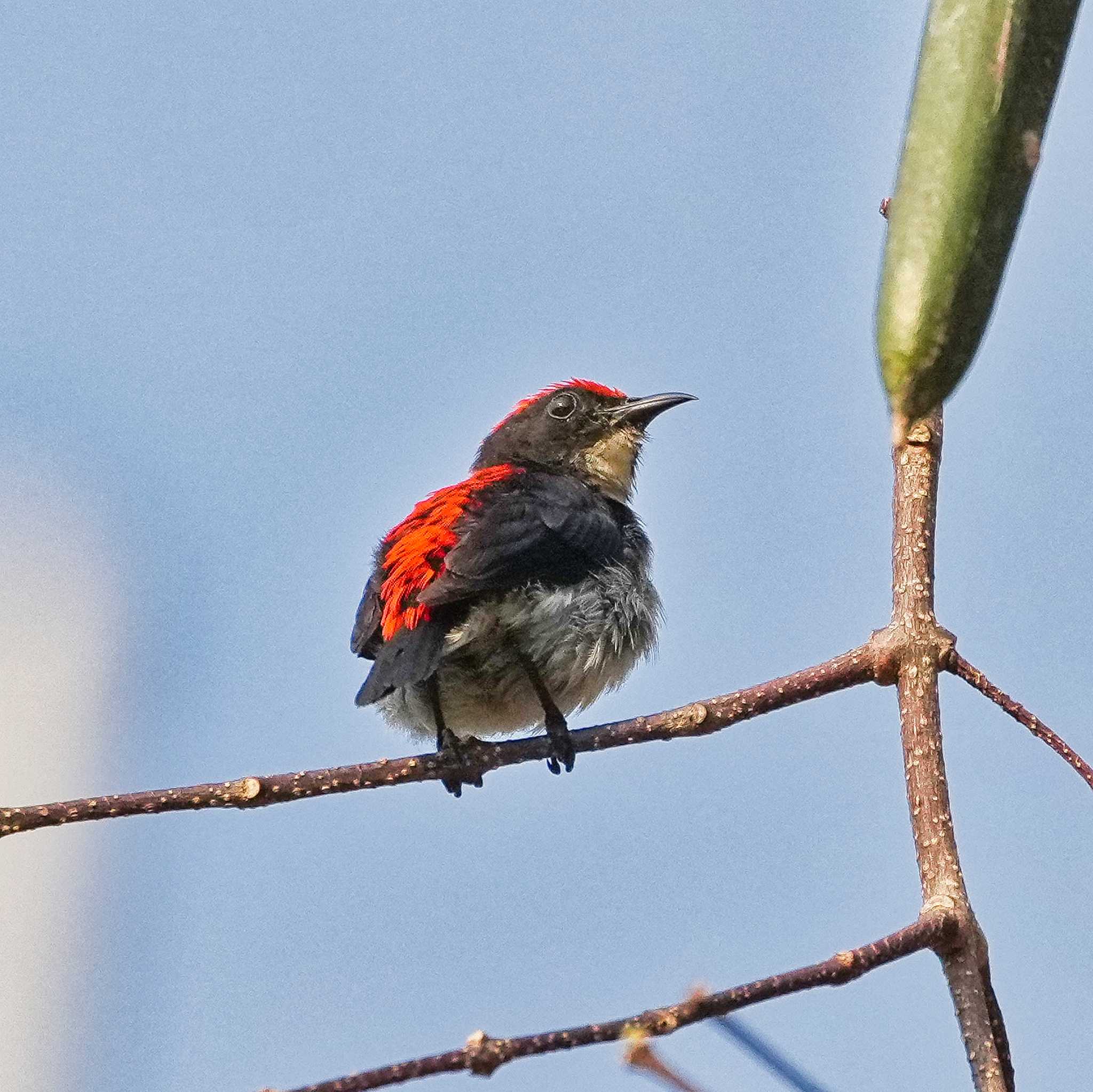 Scarlet-backed Flowerpecker