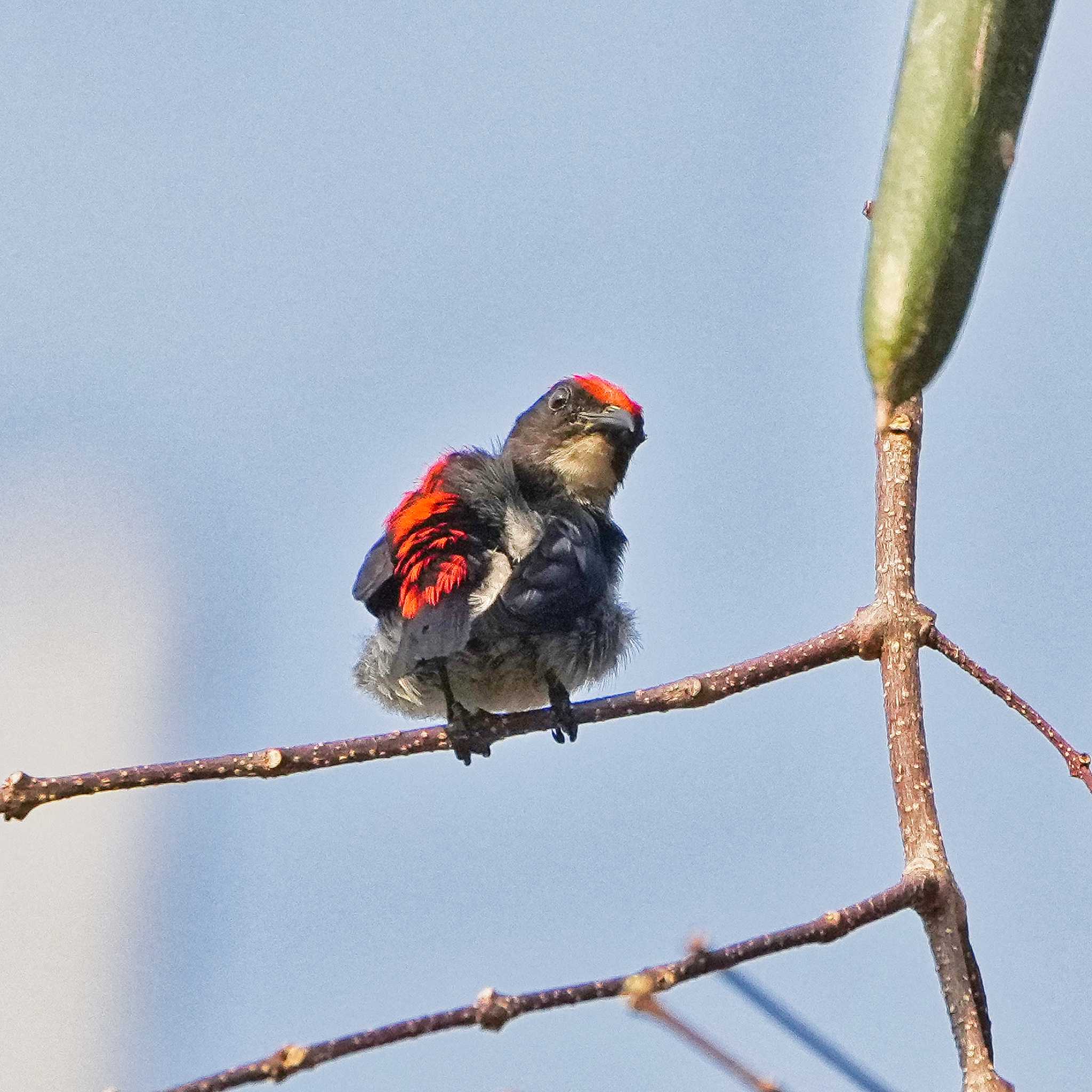 Scarlet-backed Flowerpecker