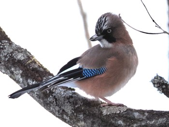 Sun, 2/5/2023 Birding report at 北軽井沢