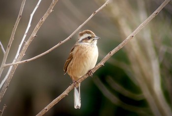 2023年2月3日(金) 鶴ヶ島グリーンパークの野鳥観察記録