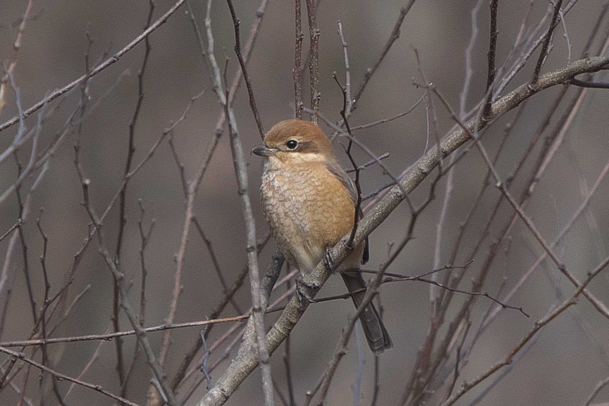 Bull-headed Shrike