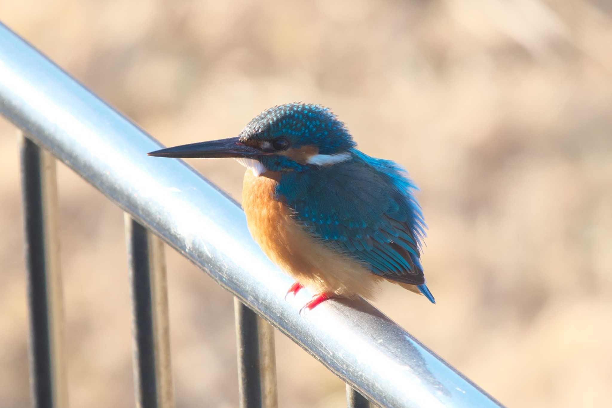 Common Kingfisher