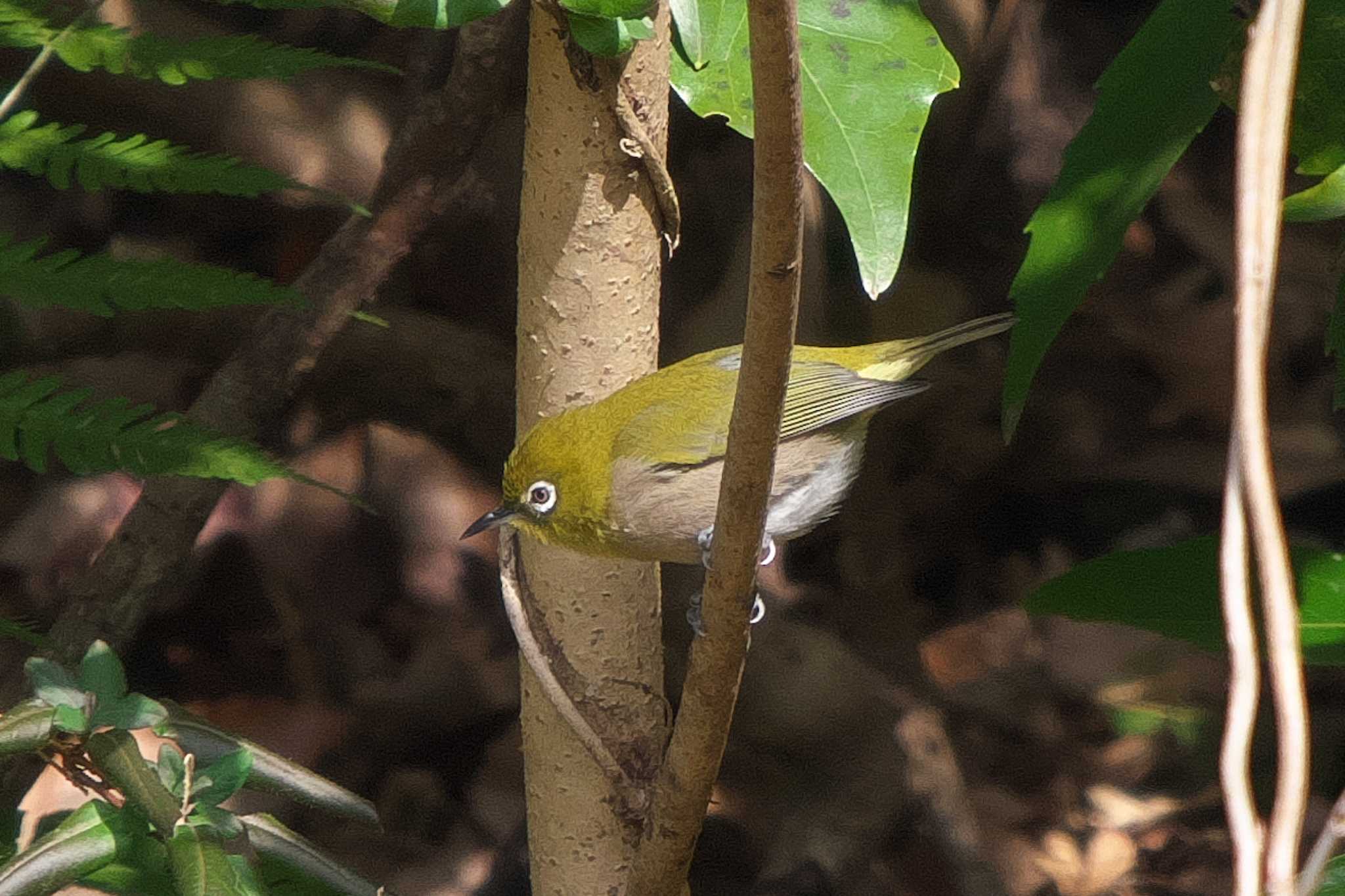 Warbling White-eye