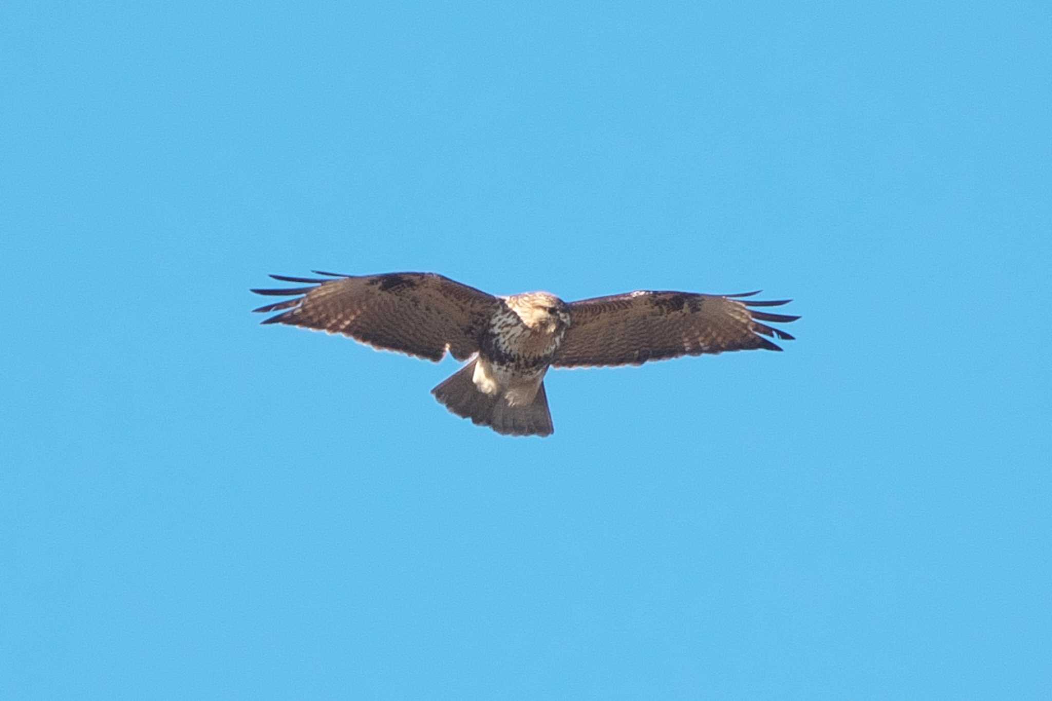 Eastern Buzzard