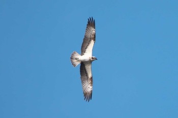 2023年2月5日(日) 池子の森自然公園の野鳥観察記録