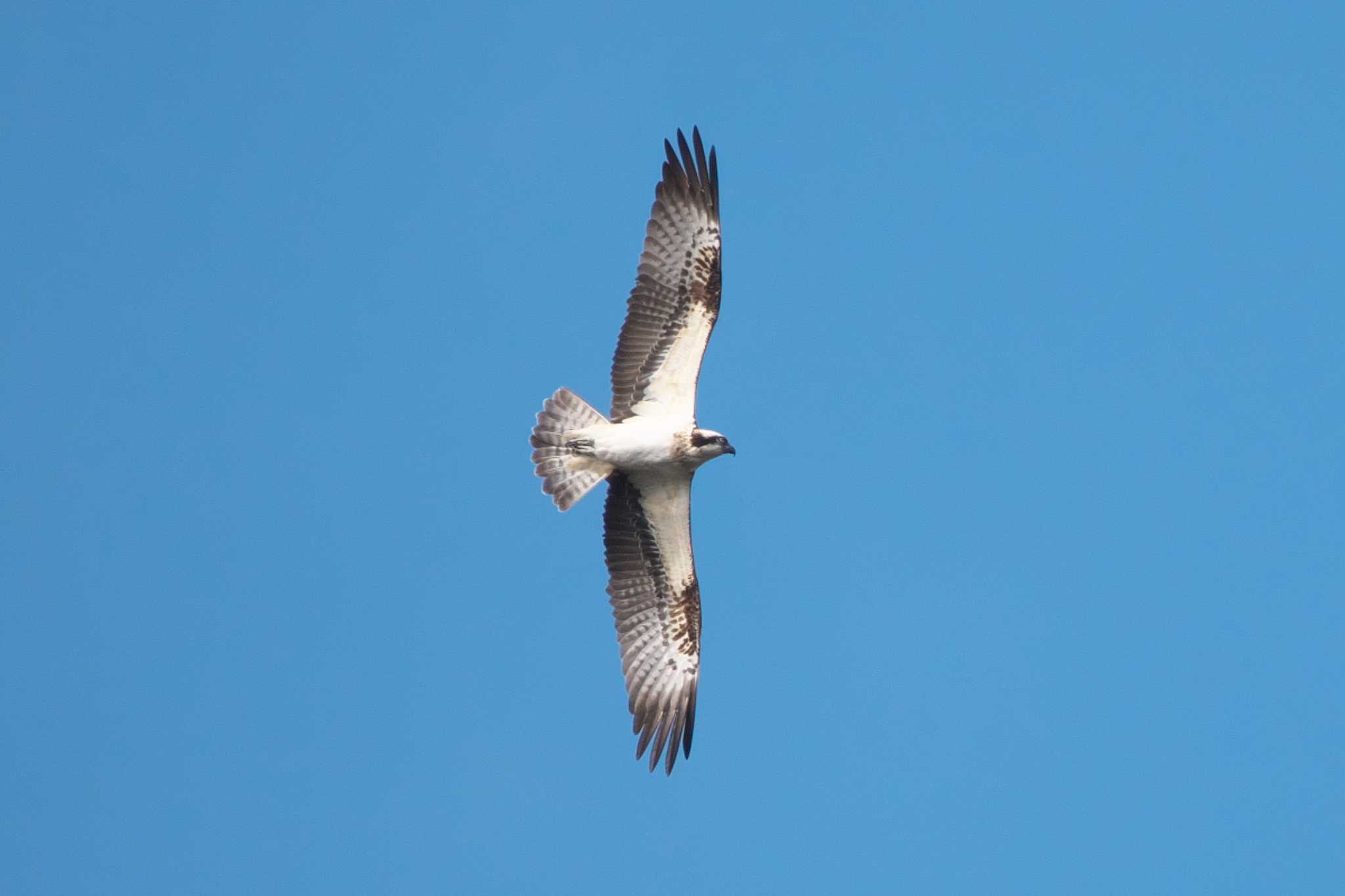 Osprey