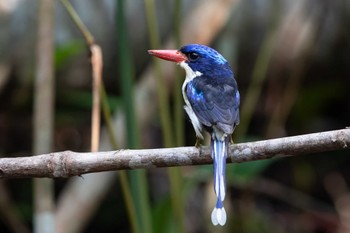 Common Paradise Kingfisher Binagara(halmahera) Sat, 10/12/2019