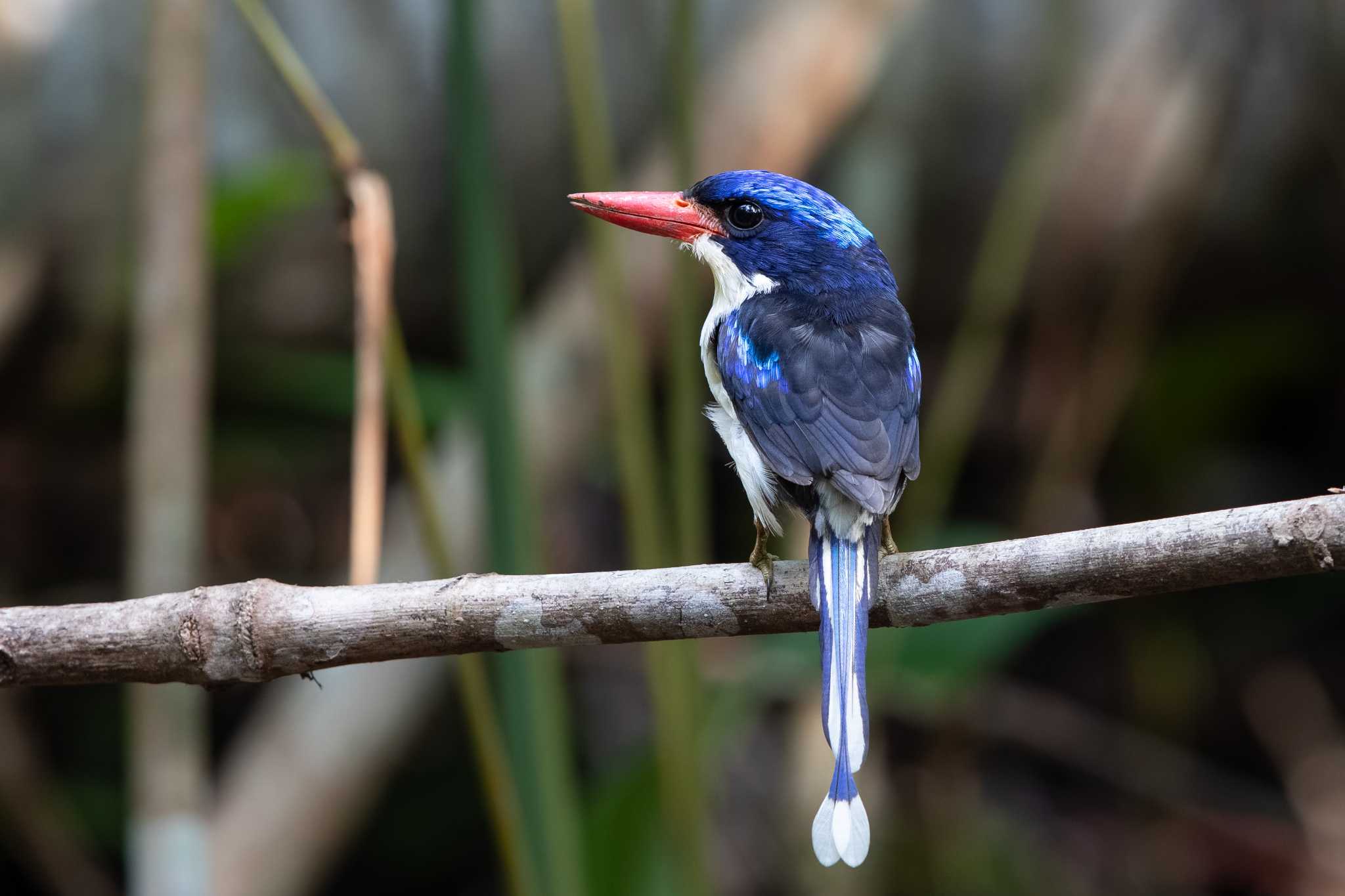 Photo of Common Paradise Kingfisher at Binagara(halmahera) by Trio