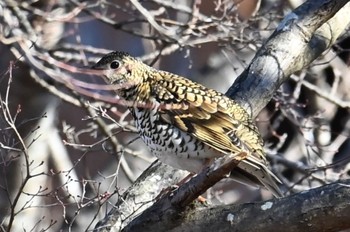 トラツグミ 豊田昭和の森 2023年2月5日(日)