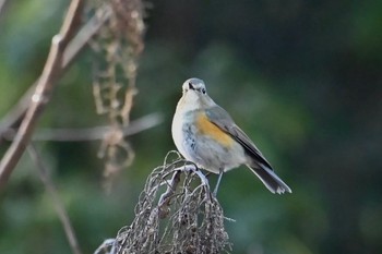 ルリビタキ 豊田昭和の森 撮影日未設定