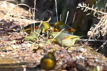 ソウシチョウ 豊田昭和の森 2023年2月5日(日)