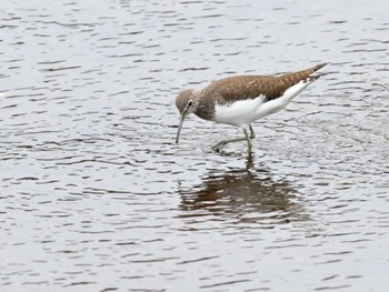 2023年2月6日(月) 江津湖の野鳥観察記録